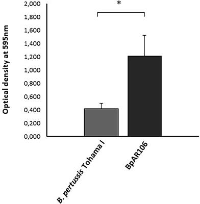 Pertussis Vaccine Candidate Based on Outer Membrane Vesicles Derived From Biofilm Culture